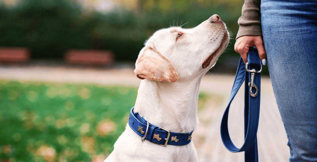 Dog on leash representing NJ dog bite strict liability laws and owner responsibility
